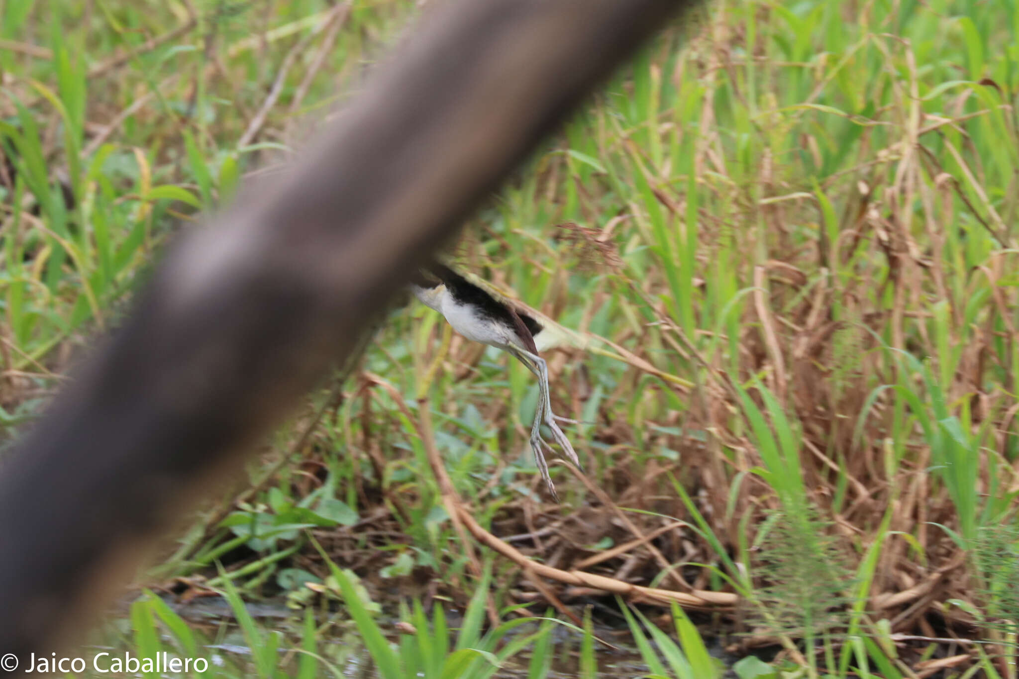 Image of Wattled Jacana