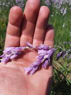 صورة Dierama mossii (N. E. Br.) Hilliard