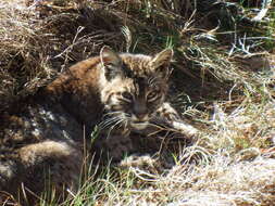 Image of Lynx rufus fasciatus Rafinesque 1817