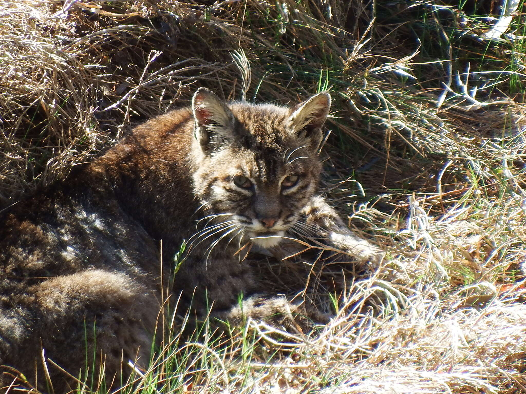 Слика од Lynx rufus fasciatus Rafinesque 1817