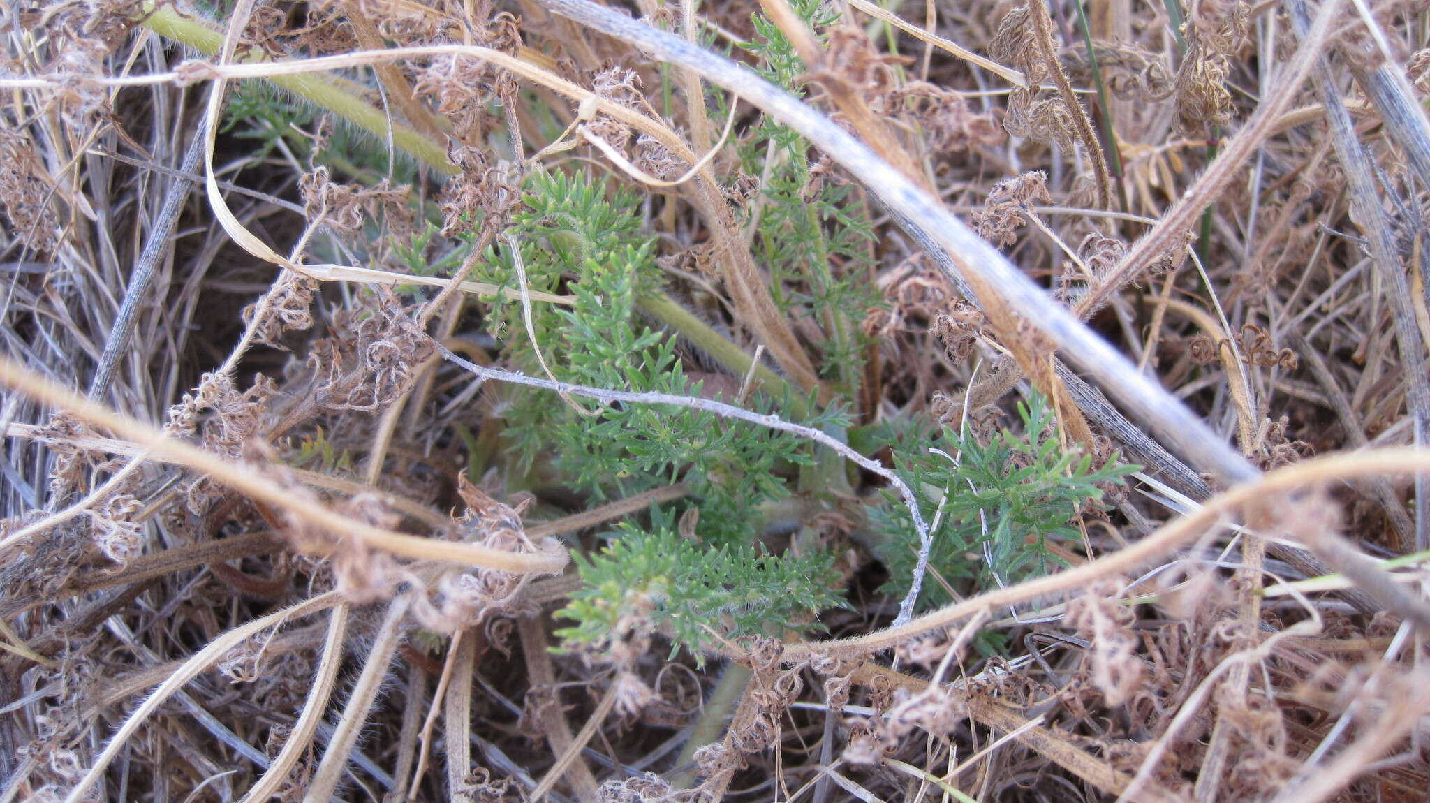 Image of Pelargonium rapaceum (L.) L'Her. ex Jacq.