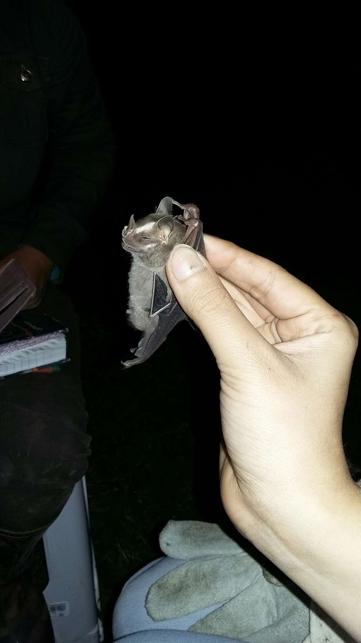 Image of Heller's Broad-nosed Bat