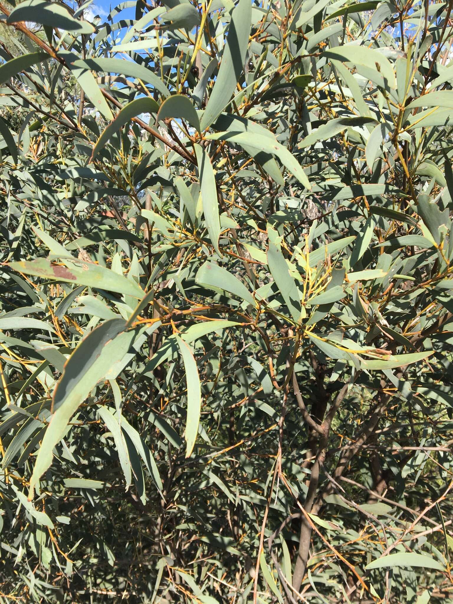 Image of Acacia harpophylla F. Muell. ex Benth.