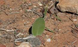 Imagem de Haemanthus unifoliatus Snijman