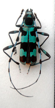 Image of <i>Rosalia coelestis</i> Semenov 1911