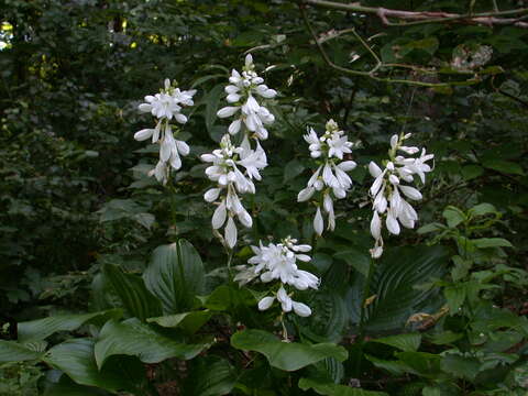 Image de Hosta plantaginea (Lam.) Asch.