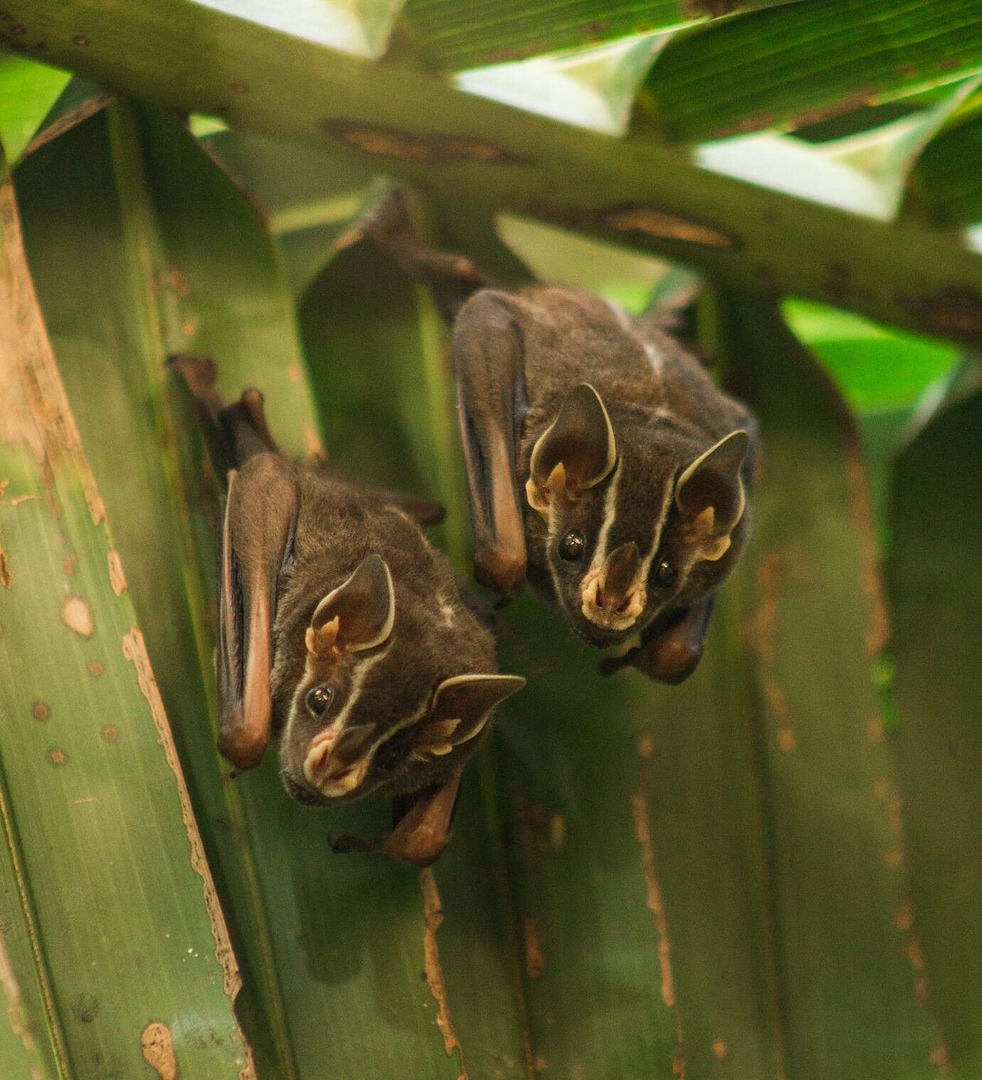 Image of Common Tent-making Bat