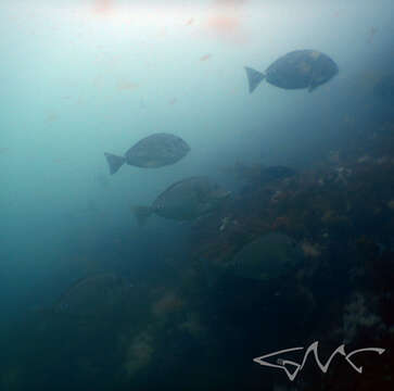 Image of Sawtail surgeonfish