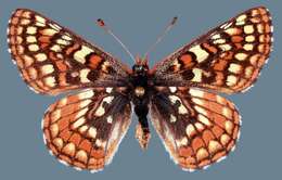 Imagem de Euphydryas editha lehmani Gunder 1929