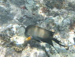Image of Bristle-toothed Surgeonfish