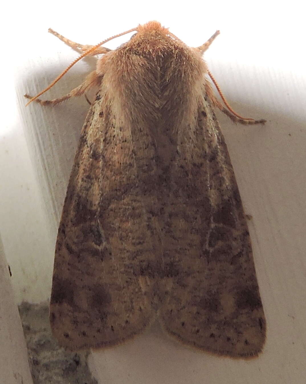 Image of Orthosia rubescens Walker 1865