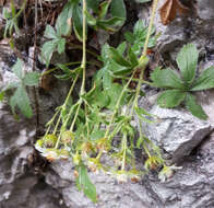 Image of Potentilla caulescens L.