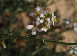 Image de Erucaria rostrata (Boiss.) A. W. Hill ex Greuter & Burdet