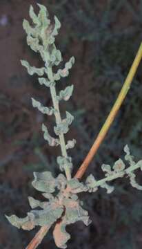 Imagem de Oenothera cinerea (Wooton & Standl.) W. L. Wagner & Hoch