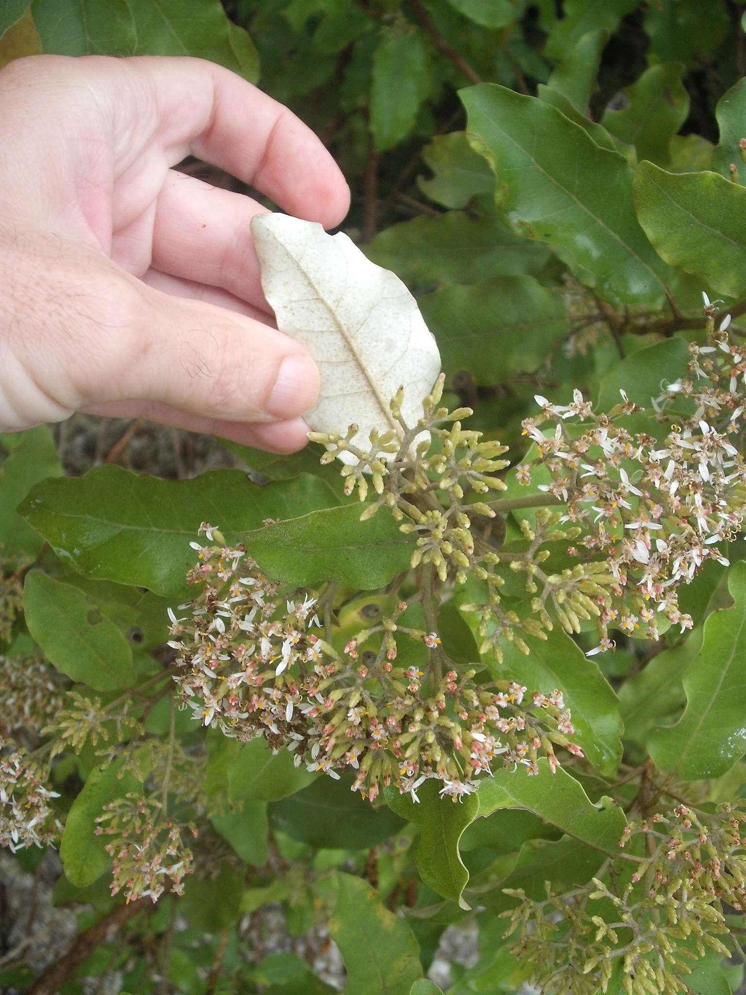 Image de Olearia albida Hook. fil.