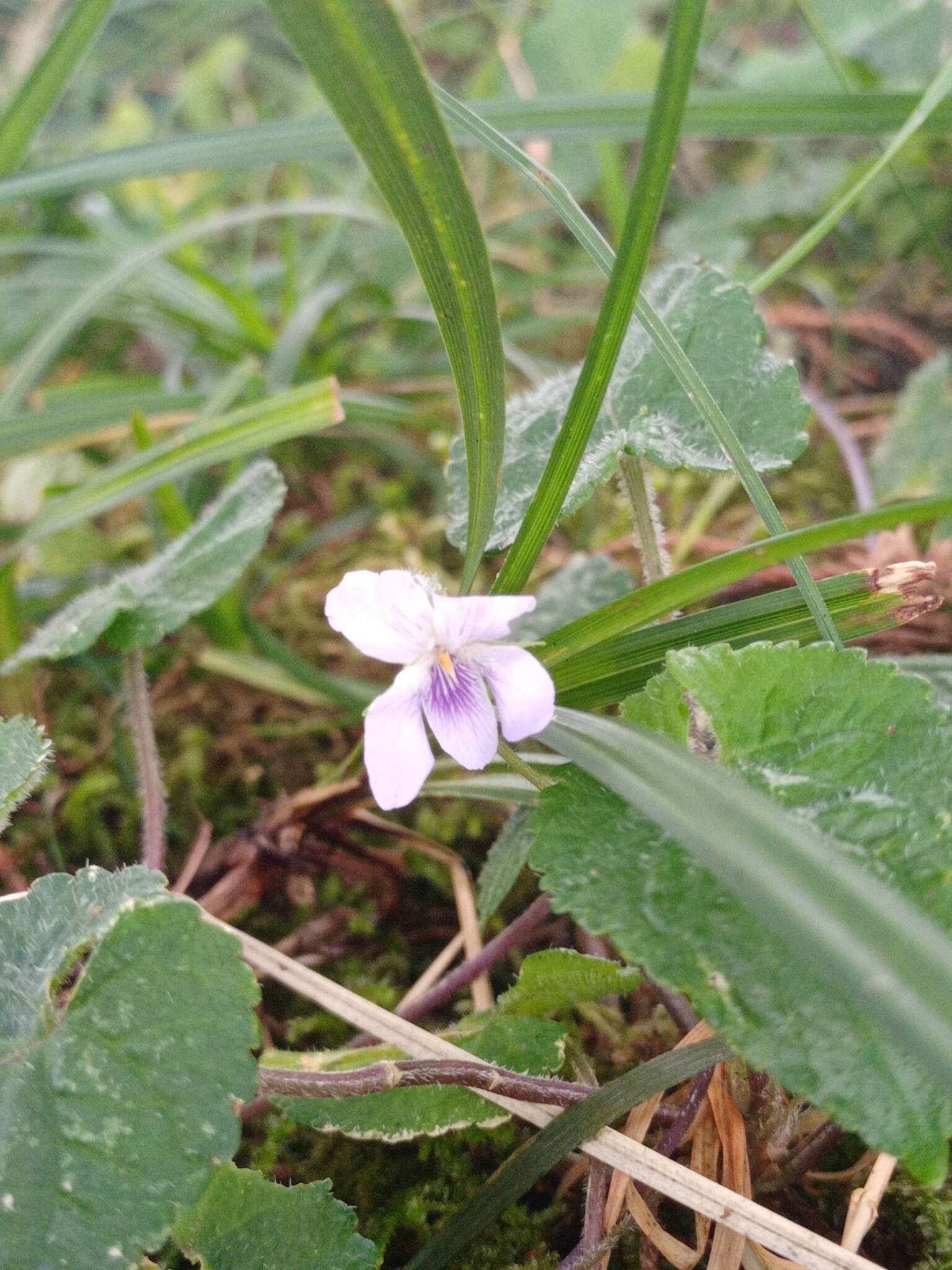 Image of Viola pilosa Bl.