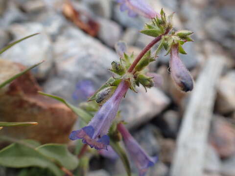 Image of low beardtongue