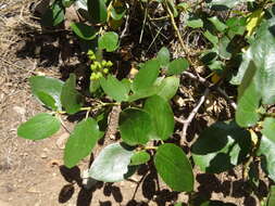 Ceanothus velutinus Dougl. resmi