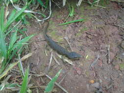 Image of Texas Alligator Lizard