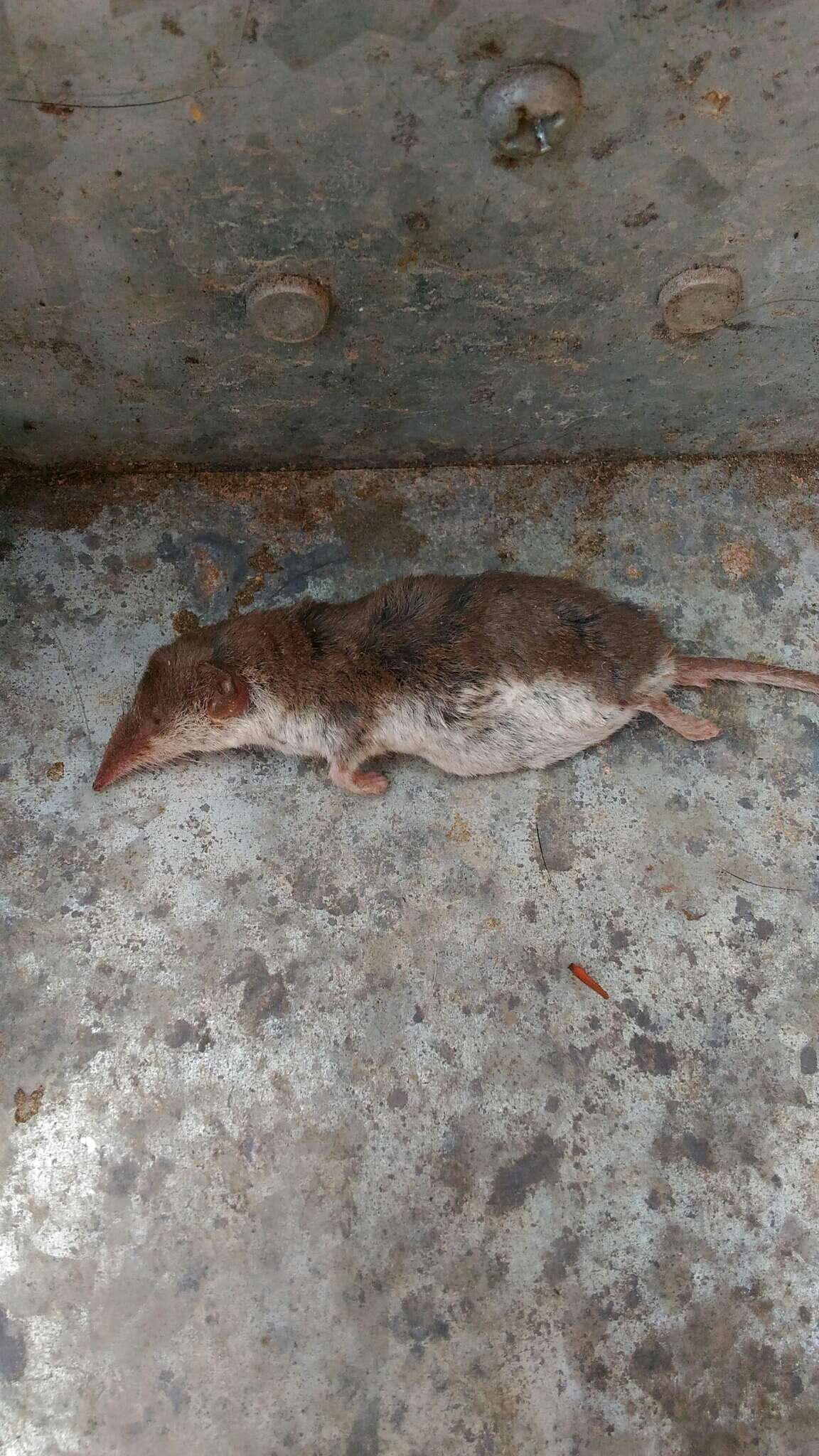 Image of bicoloured white-toothed shrew, bicoloured shrew