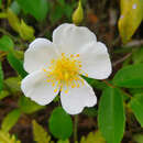 Image of Rosa henryi Boulenger