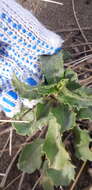 Imagem de Grindelia coronensis Adr. Bartoli & Tortosa