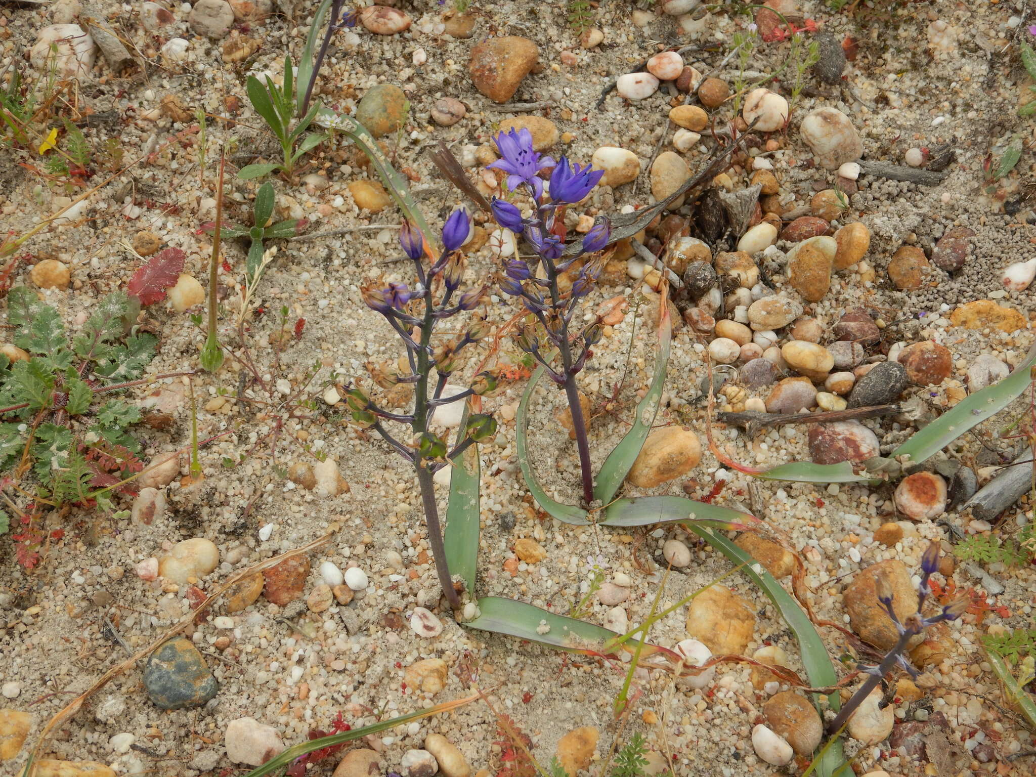 Image of Scilla verna subsp. ramburii (Boiss.) K. Richt.