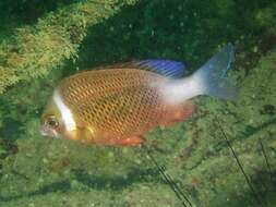 Image of Igcar monocle bream