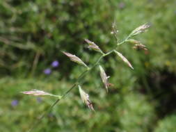 Image de Festuca rupicaprina (Hack.) A. Kern.