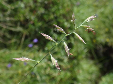 Image de Festuca rupicaprina (Hack.) A. Kern.