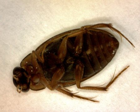 Image of <i><i>Berosus</i></i> (Berosus) <i>infuscatus</i> Le Conte & J. L. 1855