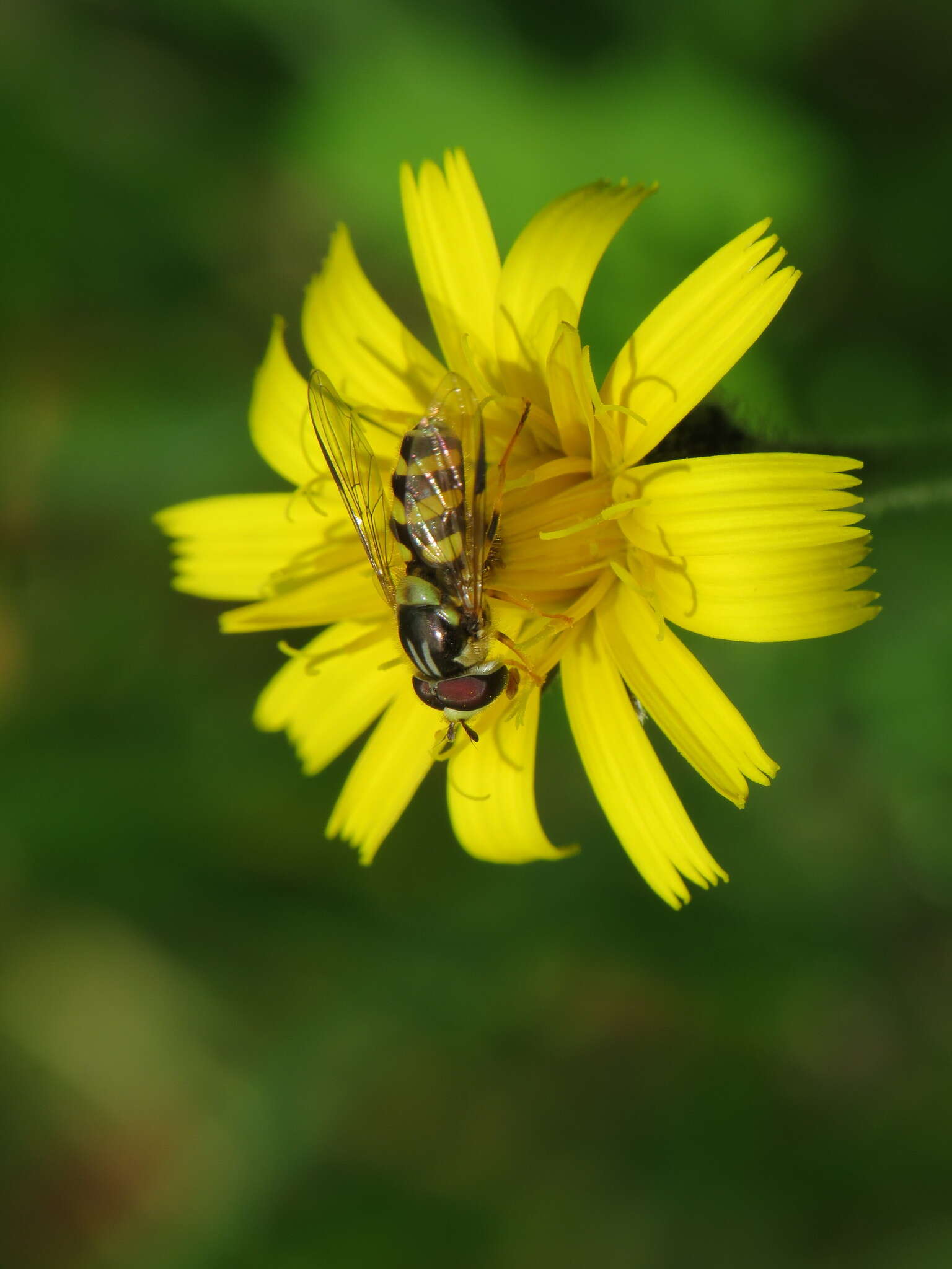 Image of Dasysyrphus albostriatus (Fallen 1817)