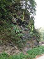 Image of Agave ellemeetiana Jacobi