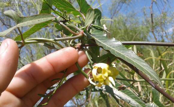 Image of Araujia angustifolia (Hook. & Arn.) Steud.