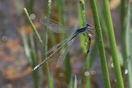 Image of Common Spreadwing