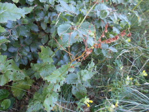 Image of Rumex arifolius All.