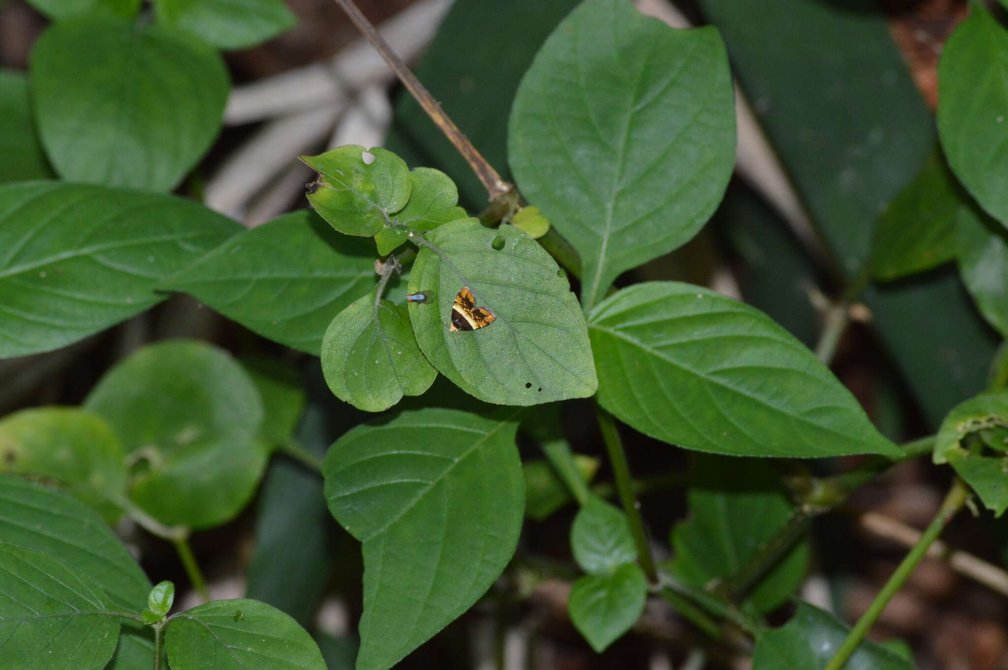 Image of Choreutis argyroxantha Meyrick 1938