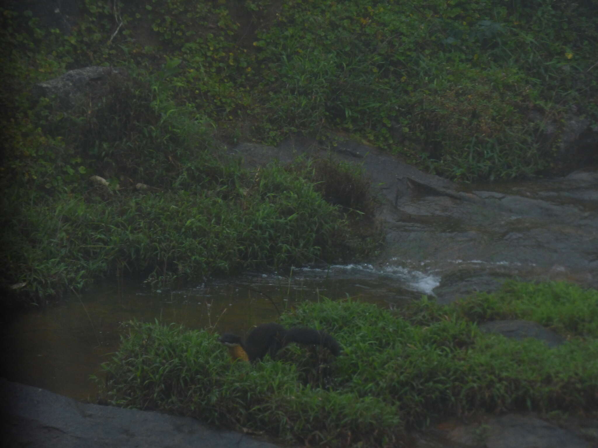 Image of Nilgiri Marten