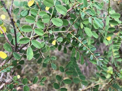 Indigofera brevidens Benth.的圖片