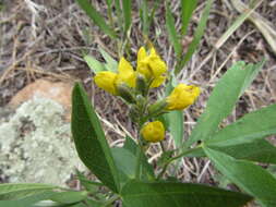 Image of Montane Golden-banner