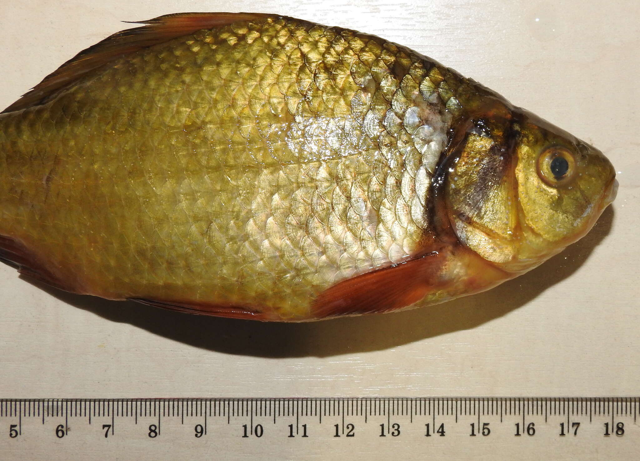 Image of Crucian Carp