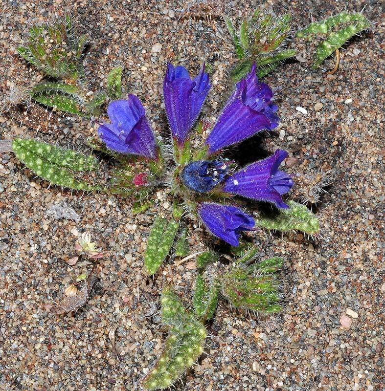 Image of smallstamen viper's bugloss