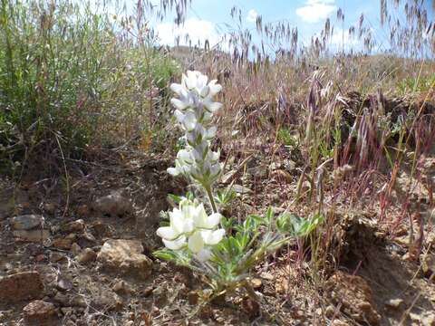 Lupinus malacophyllus Greene resmi