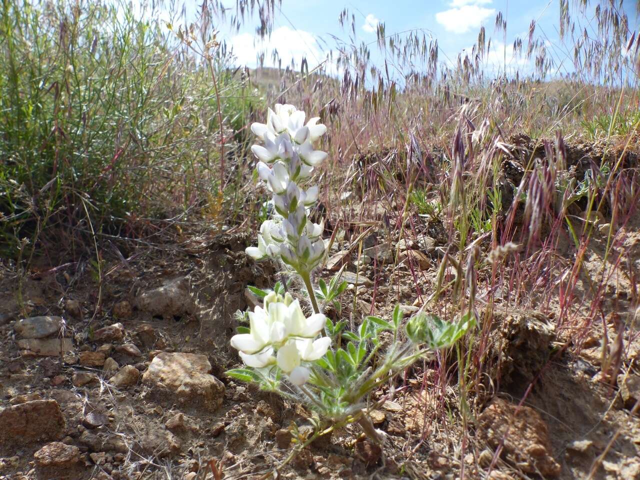 Lupinus malacophyllus Greene resmi