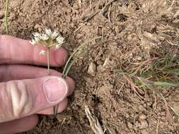 Image of rock onion