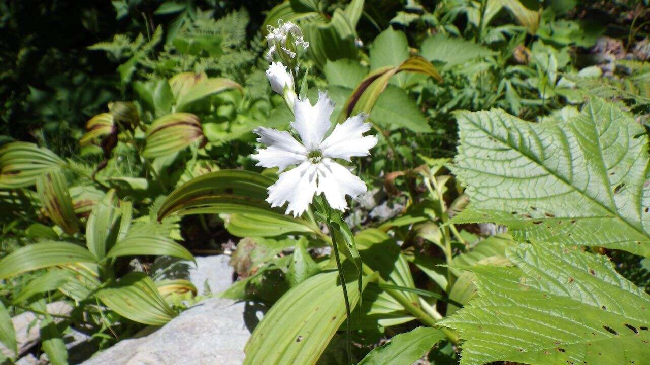 Silene gracillima Rohrb. resmi