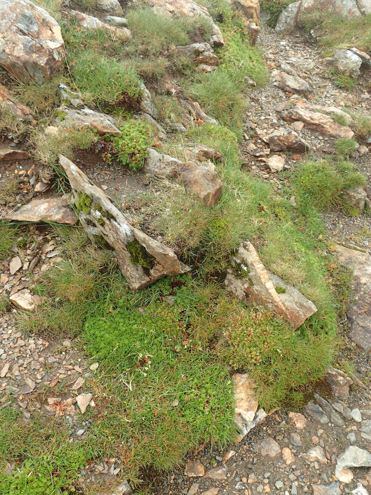 Image of Saxifraga hypnoides L.