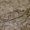 Image of Weber's Sailfin Lizard