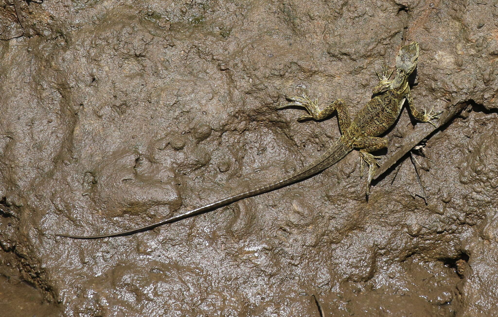 Imagem de Hydrosaurus weberi Barbour 1911