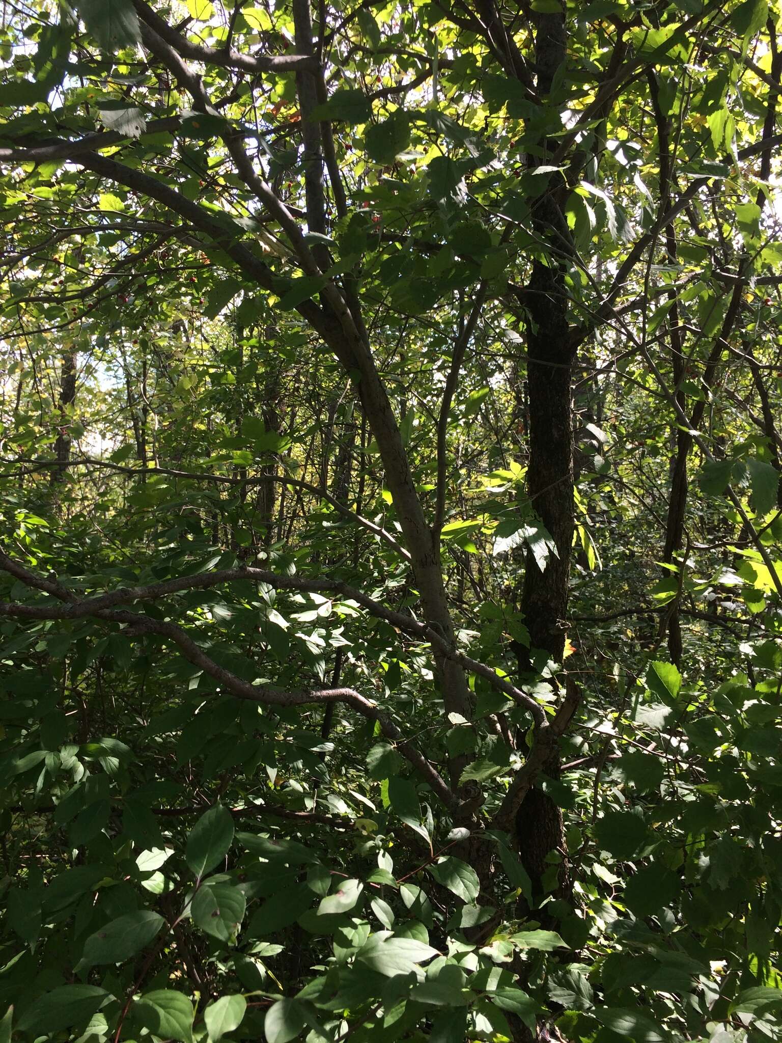 Sivun Crataegus holmesiana Ashe kuva